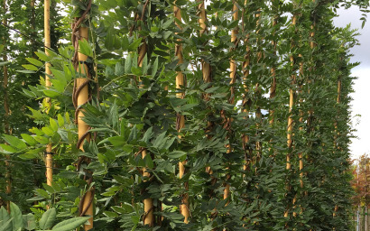 Wisteria sinensis